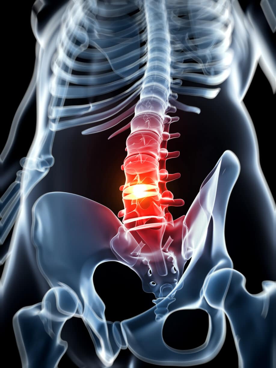 spinal cord highlighted