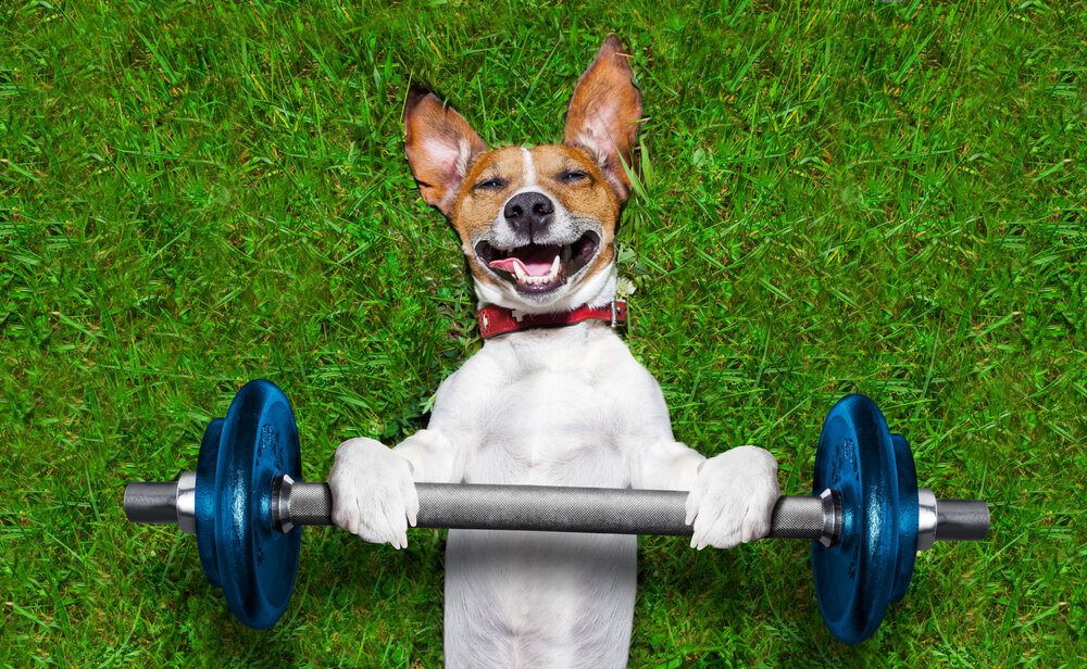 5 Exercises You Can Do At Home With Your Pet