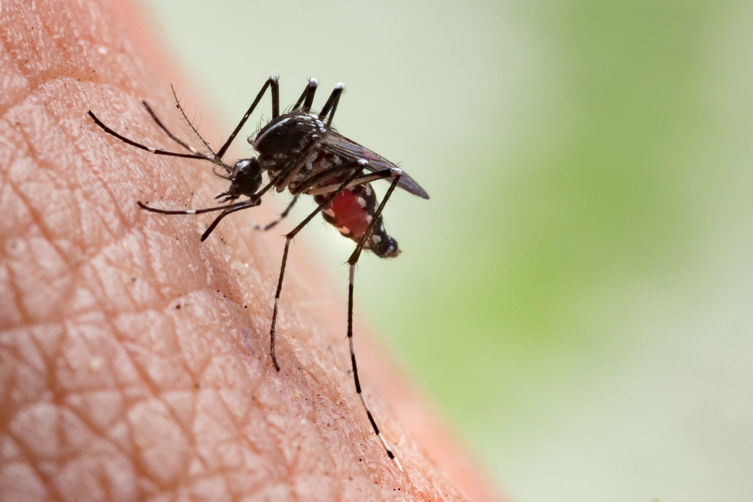 World Mosquito Day: 6 tips to avoid being bitten