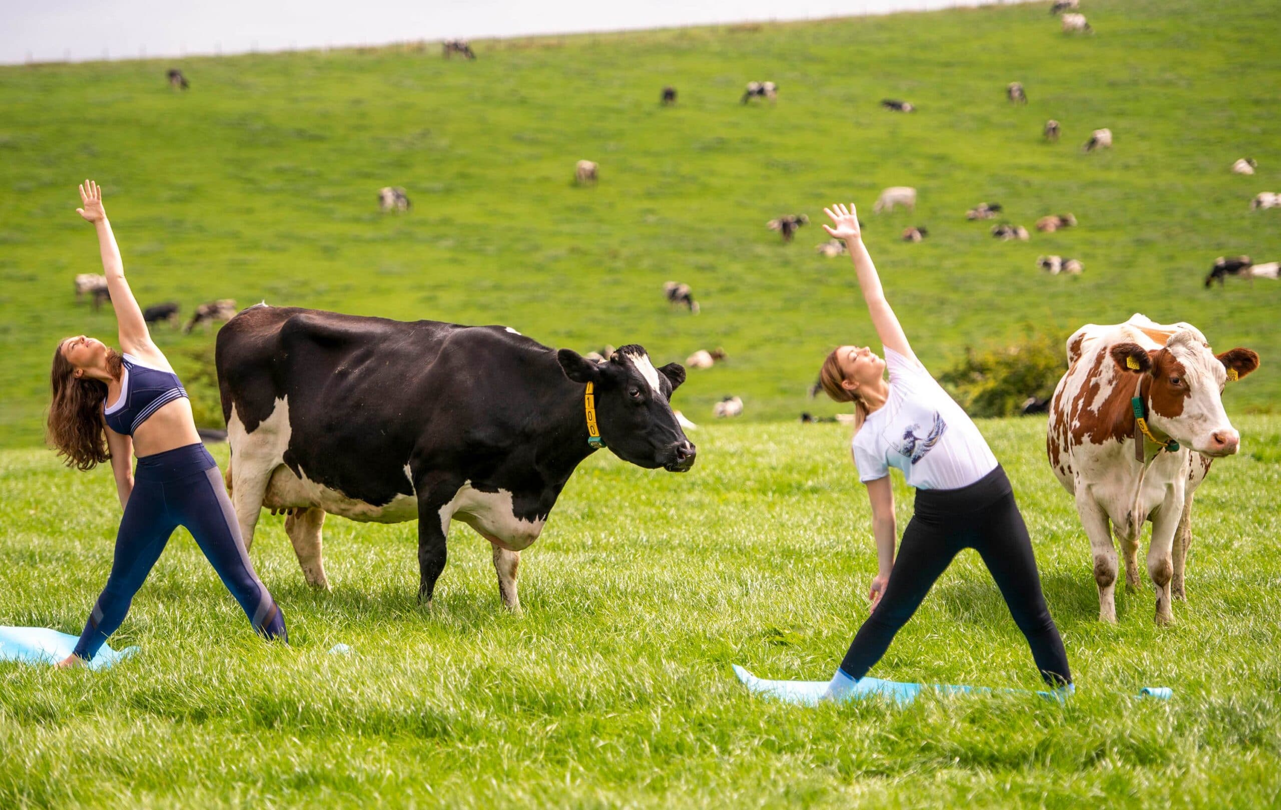Yoga class with cows in lancashire