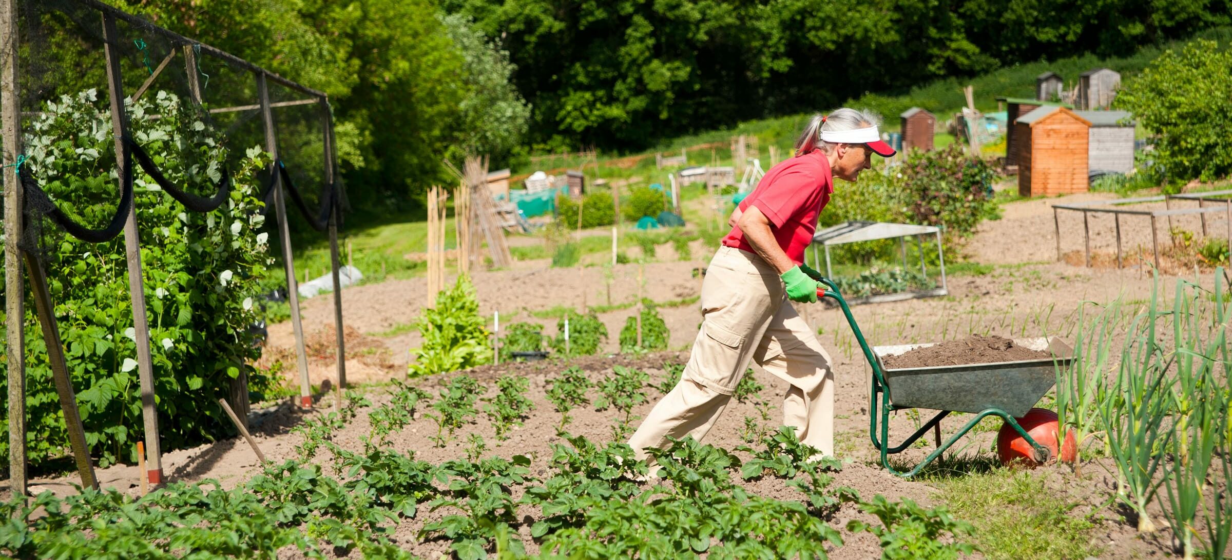person gardening using a wheel barrow e1646140502549