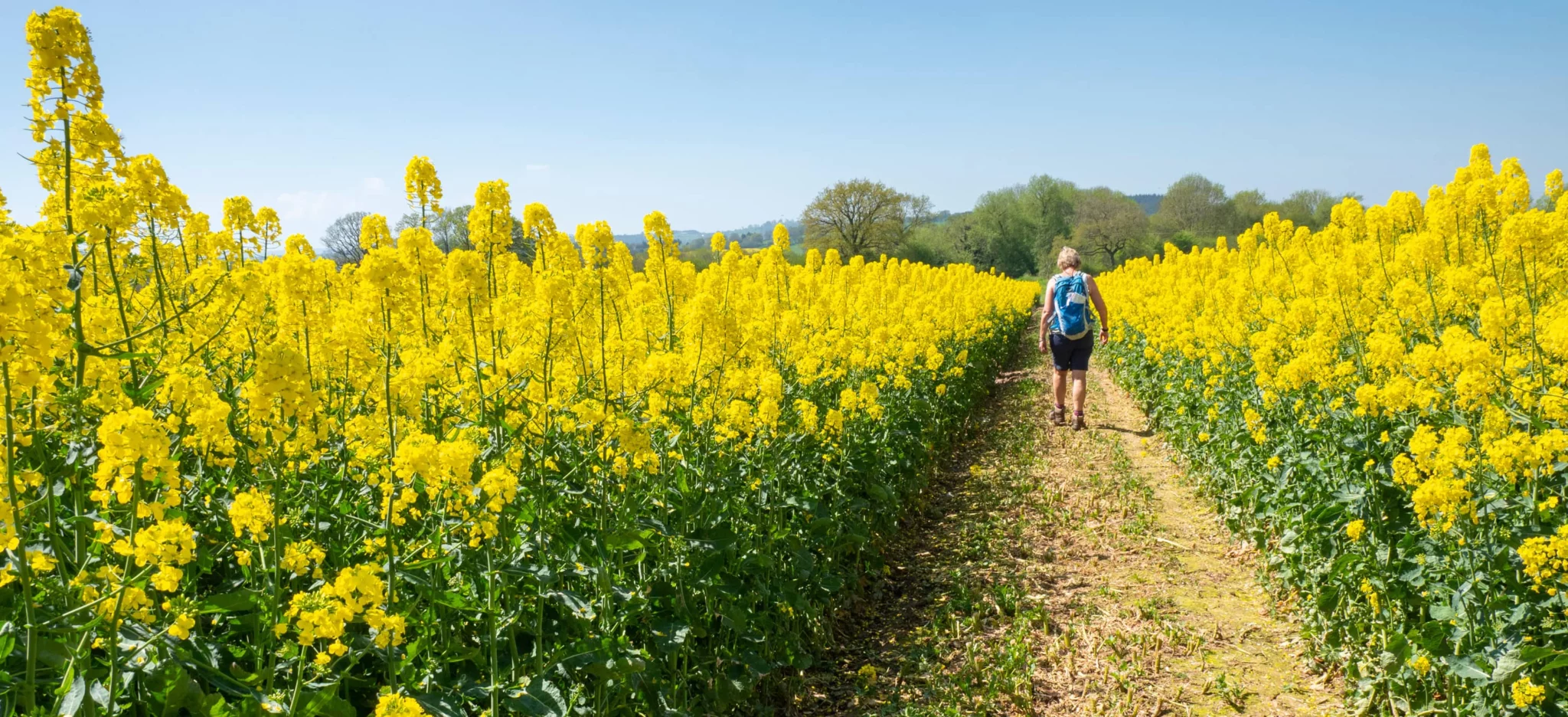 person walks through field of yellow flowers